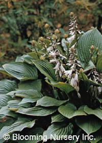 Hosta fortunei